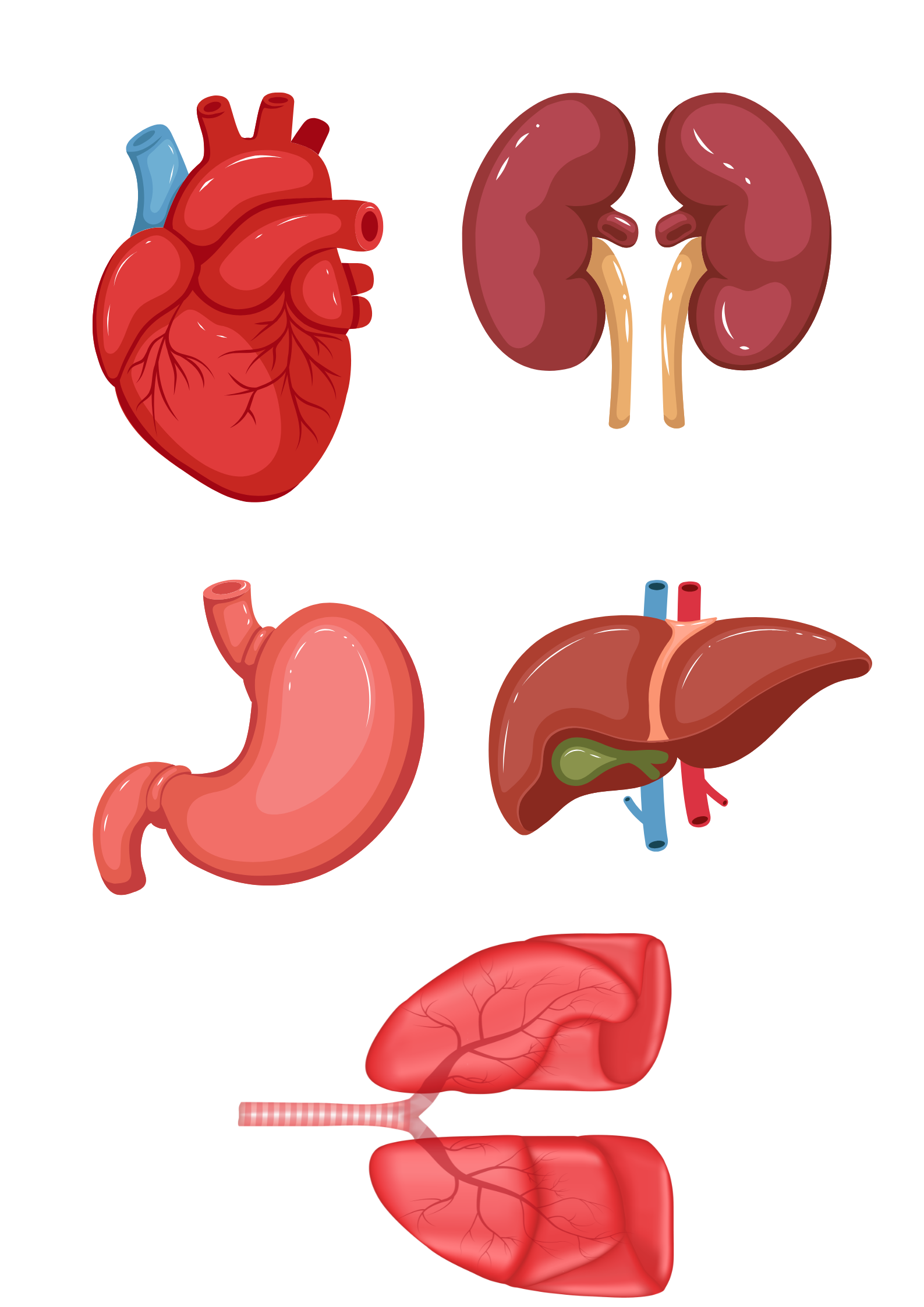 ORGAN AND FINCTION